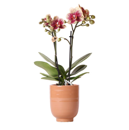 Phalaenopsis Orchidee geel/rood in cognac pot - Vivaflorique