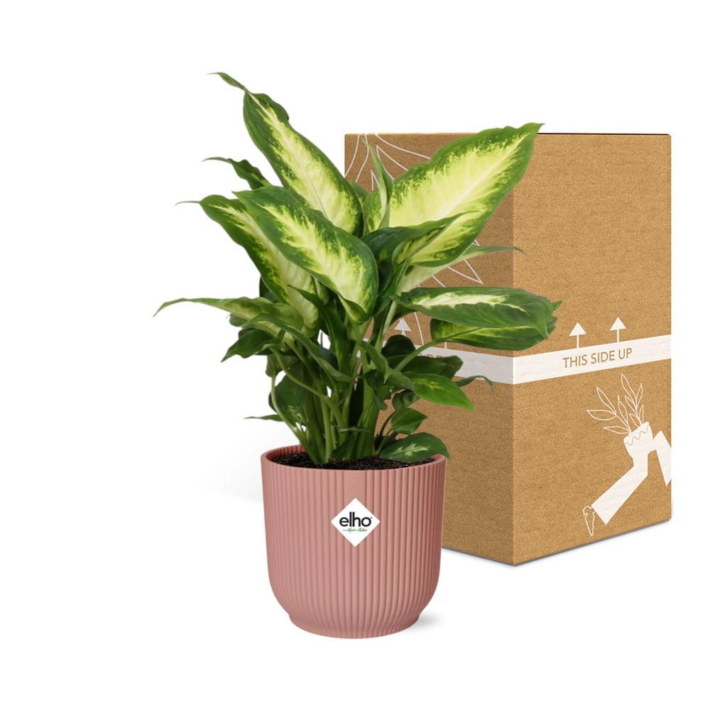 Dieffenbachia ‘Camilla' in elho® Vibes Fold PINK pot - Vivaflorique