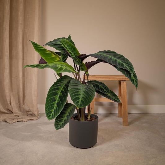 Calathea Warscewiczii - Pauwenplant - Vivaflorique