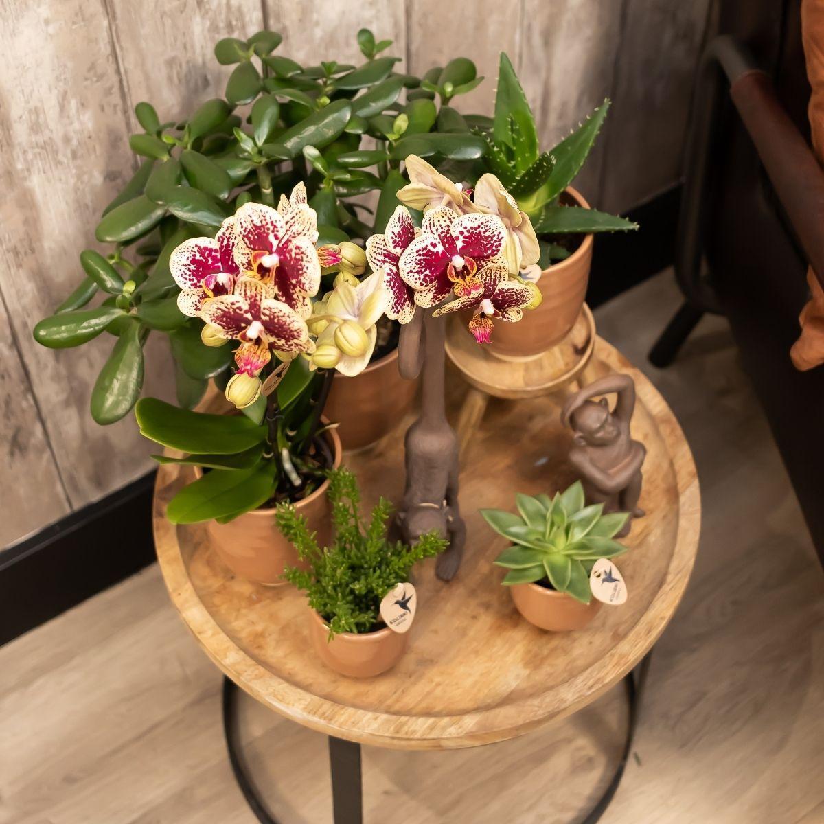 Phalaenopsis Orchidee geel/rood in cognac pot - Vivaflorique