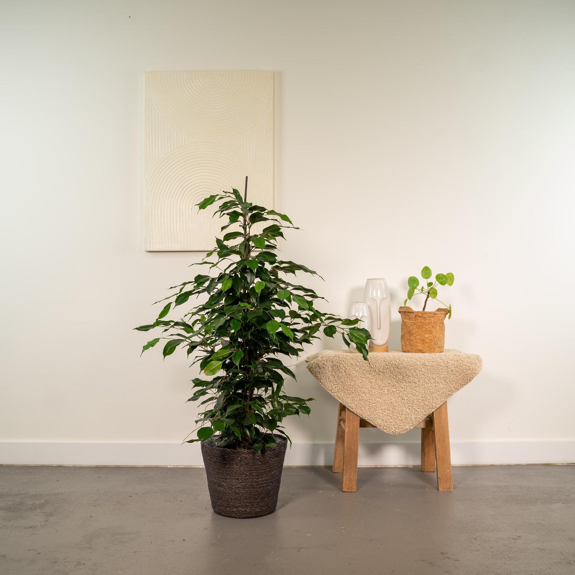 Ficus benjamina Danielle in Mand Igmar - Vivaflorique