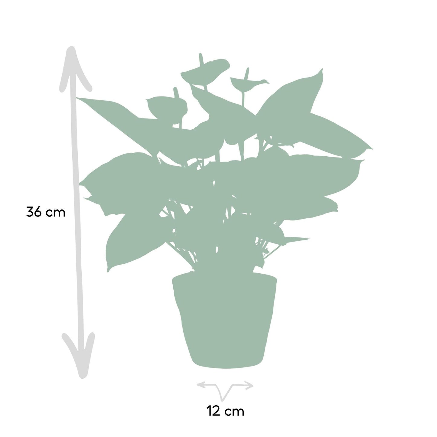 Anthurium andreanum Baby lila inclusief pot - Vivaflorique