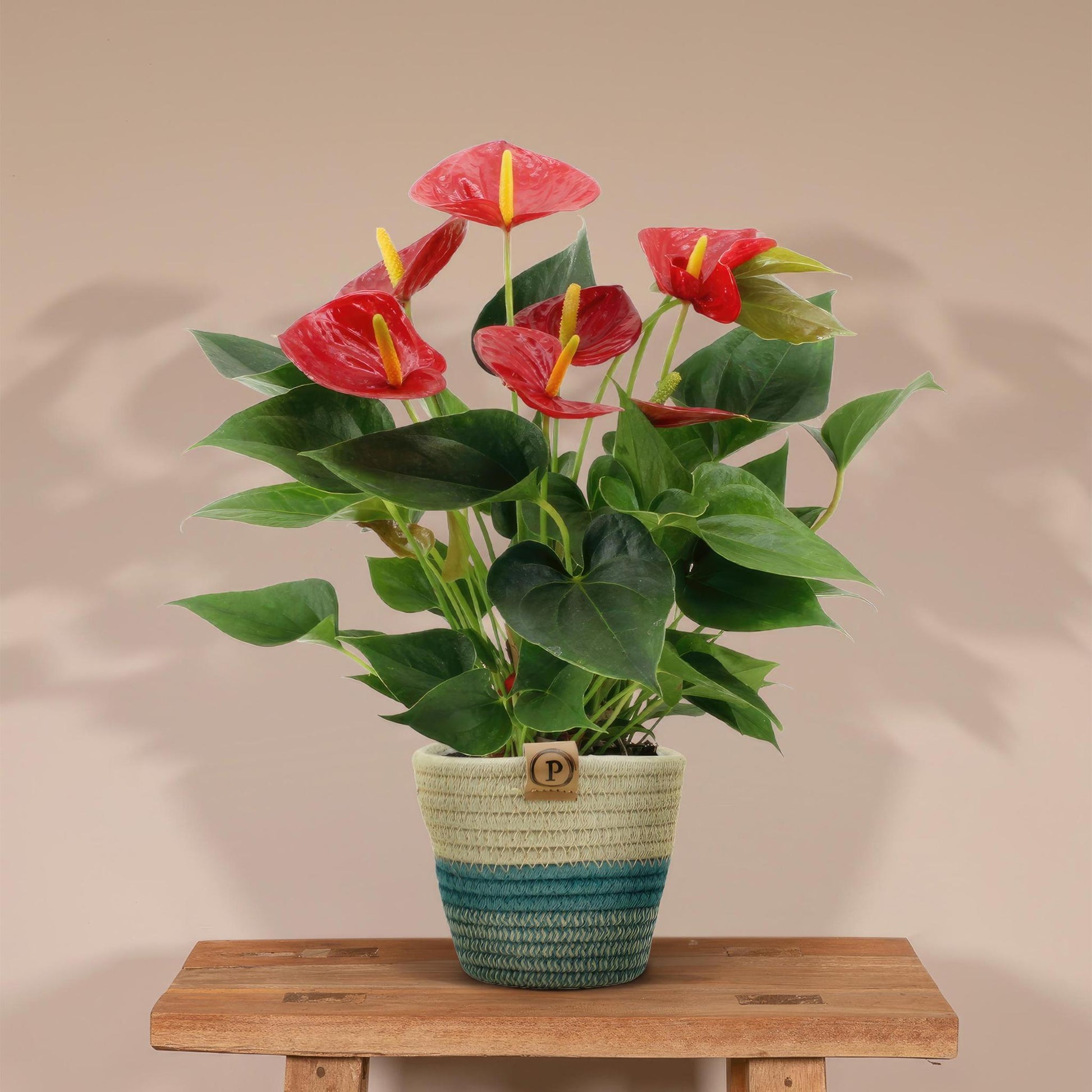 Anthurium andreanum Diamantrot inclusief pot - Vivaflorique