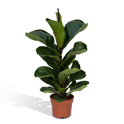 Ficus Lyrata - Vivaflorique