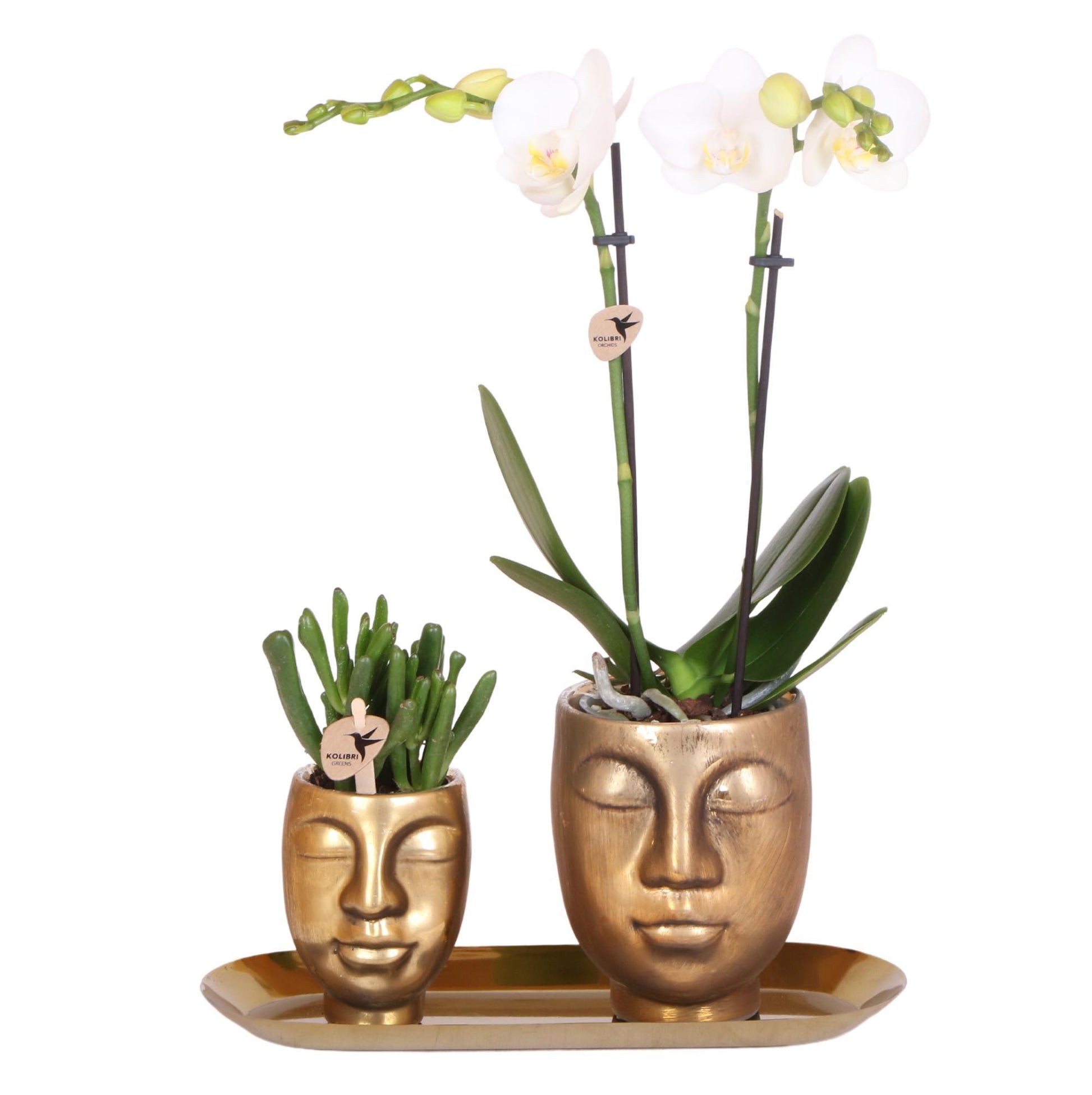 Orchidee plant-set witte orchide - goud - Vivaflorique