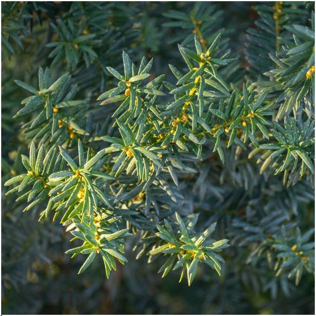 1 Meter dennenhaag - Taxus media Greenland - set van 6 winterharde haagplanten - Vivaflorique