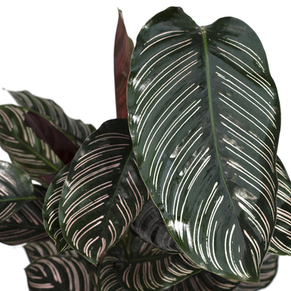 Calathea Ornata - Vivaflorique