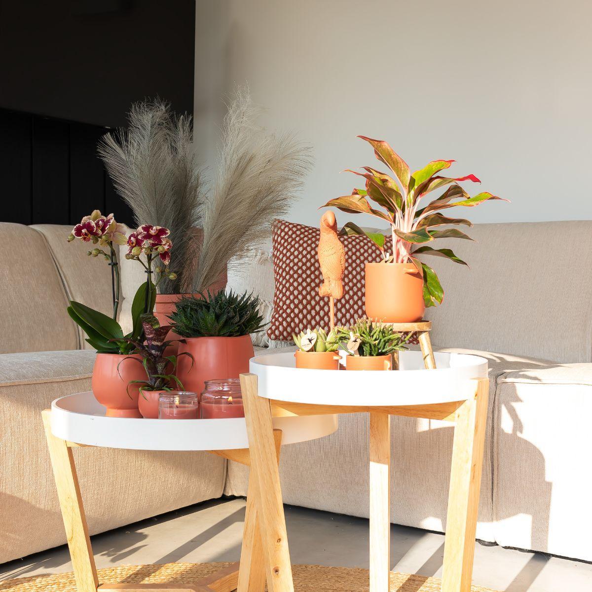 Phalaenopsis Orchidee geel/rood in scandinavische terracotta pot - Vivaflorique