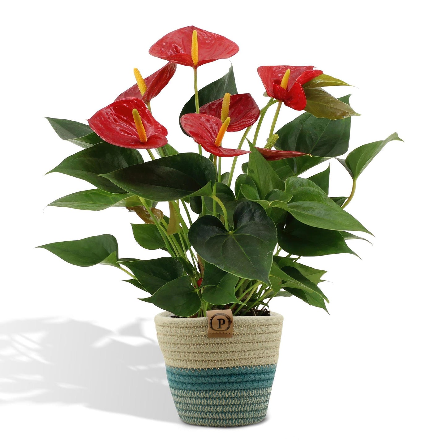 Anthurium andreanum Diamantrot inclusief pot - Vivaflorique