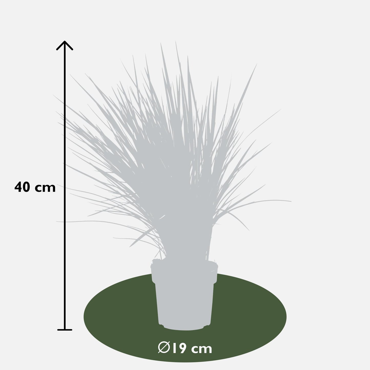 Dianella revoluta 'Coolvista'® - Vivaflorique