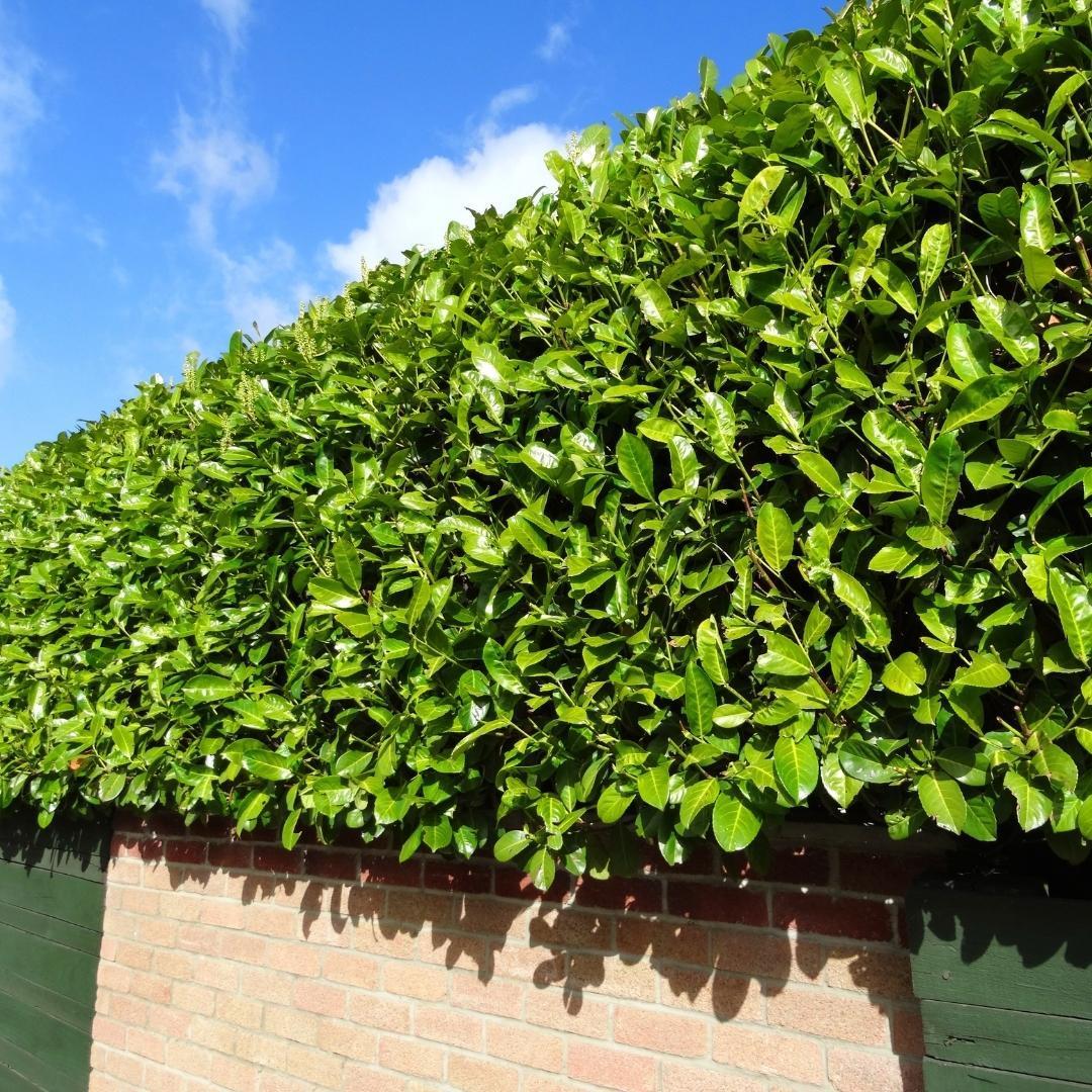 25x laurierkers planten voor 10 strekkende meter heg - Vivaflorique