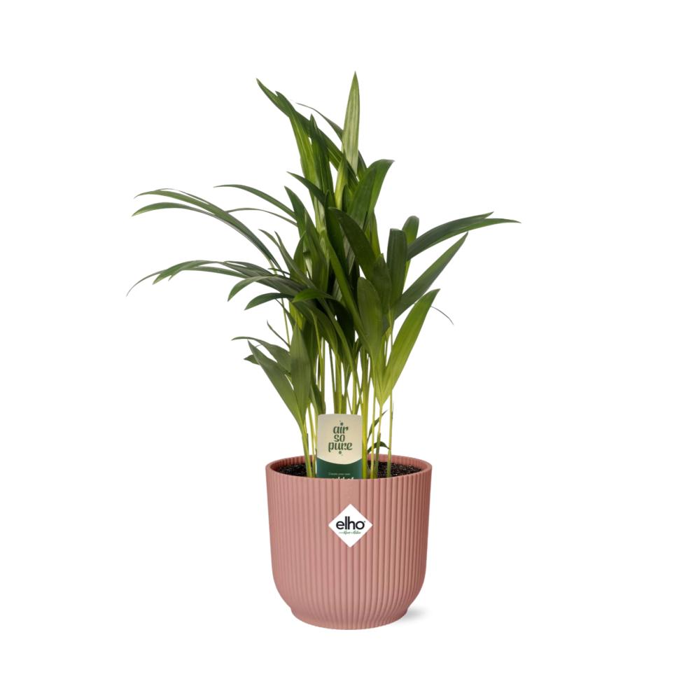 Dypsis Lutescens (Areca) in elho® Vibes pot roze - Vivaflorique