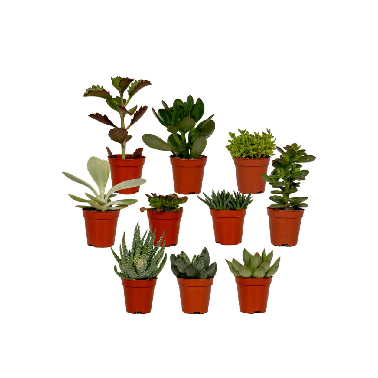 Succulentenmix - 10 stuks - Vivaflorique