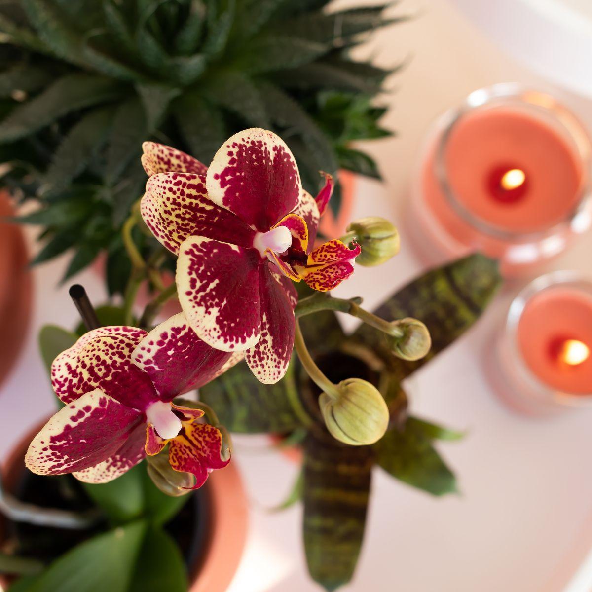 Phalaenopsis Orchidee geel/rood in scandinavische terracotta pot - Vivaflorique