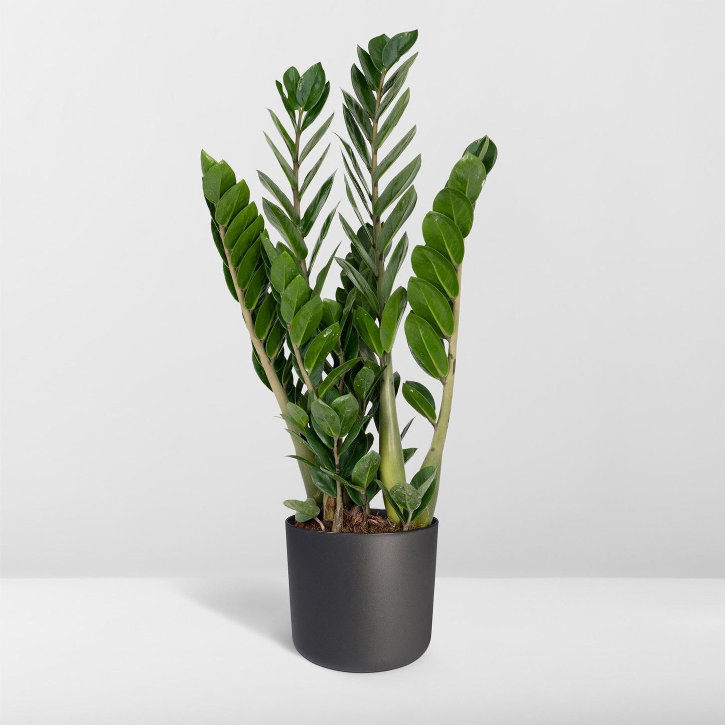 Zamioculcas Zamiifolia - Smaragdpalme - Vivaflorique