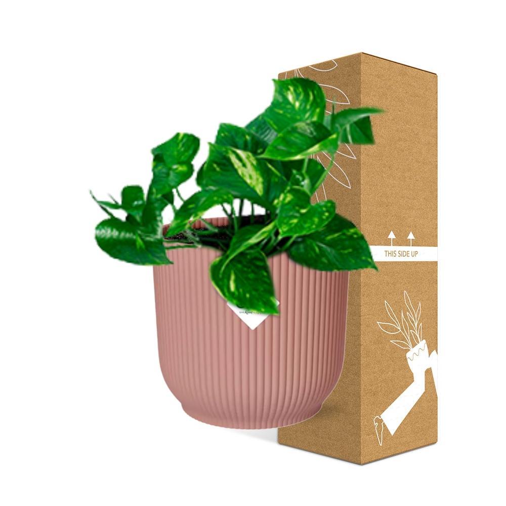 Epipremnum Pinnatum ‘Aureum’ in elho® Vibes pot roze - Vivaflorique