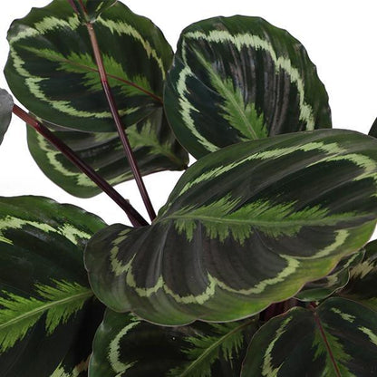 Calathea Medaillon Inklusive elho® pot - Vivaflorique