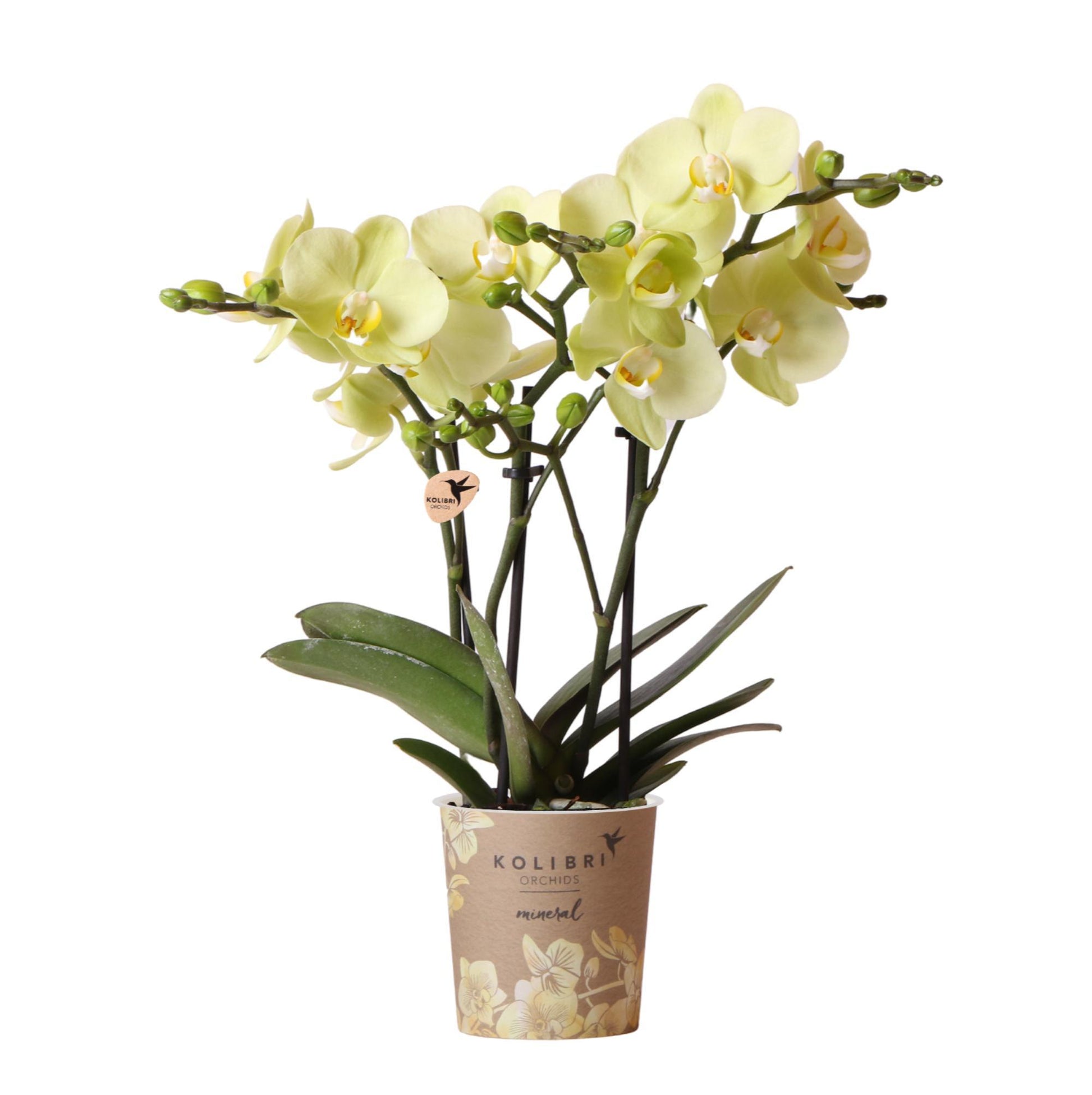 Gelbe Phalaenopsis-Orchidee - Mexiko - Vivaflorique