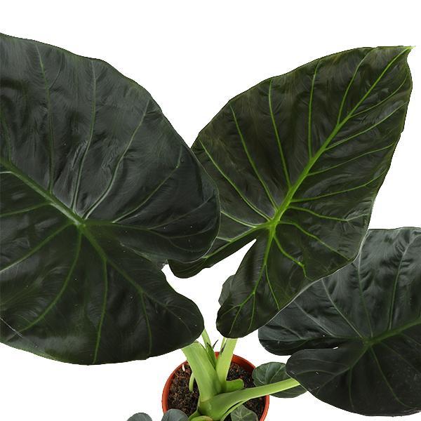 Alocasia Regal Shield inclusief pot - Vivaflorique