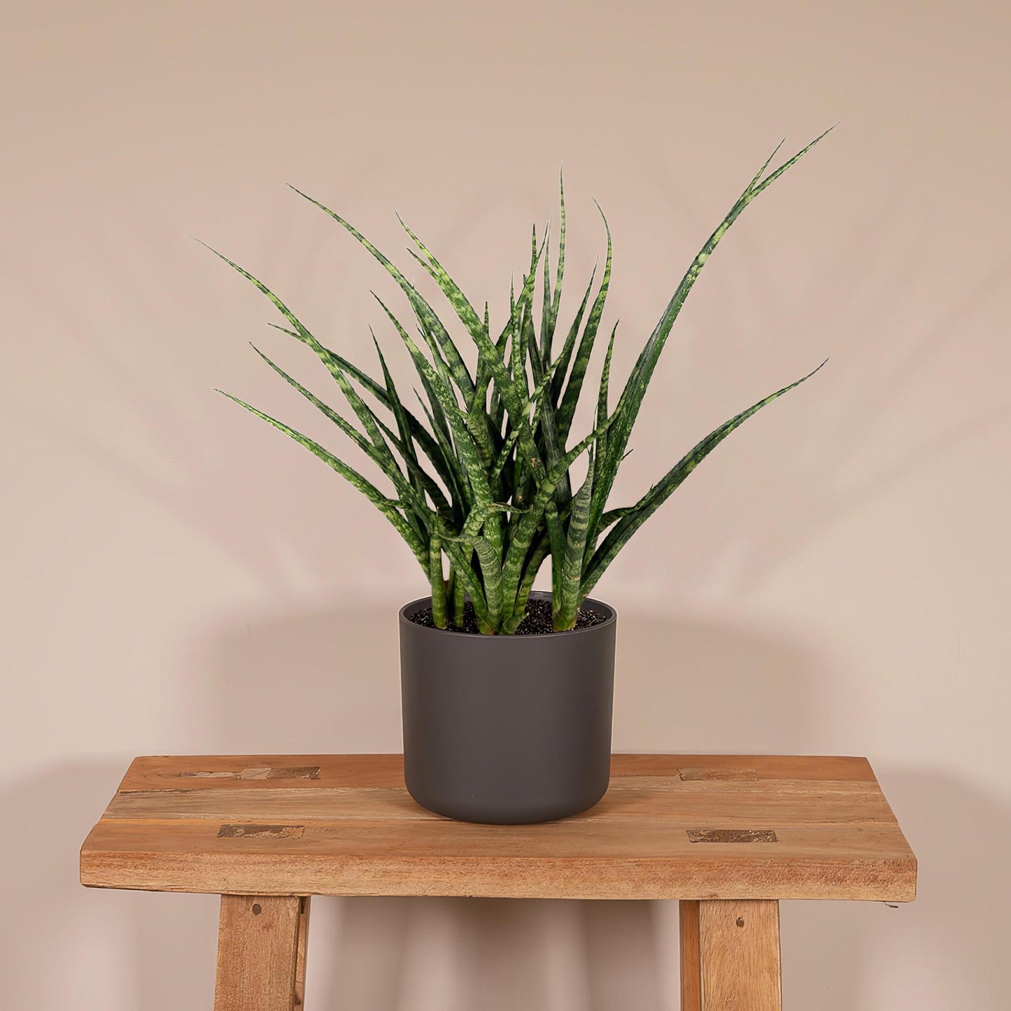 Sansevieria Fernwood Punk - Vivaflorique