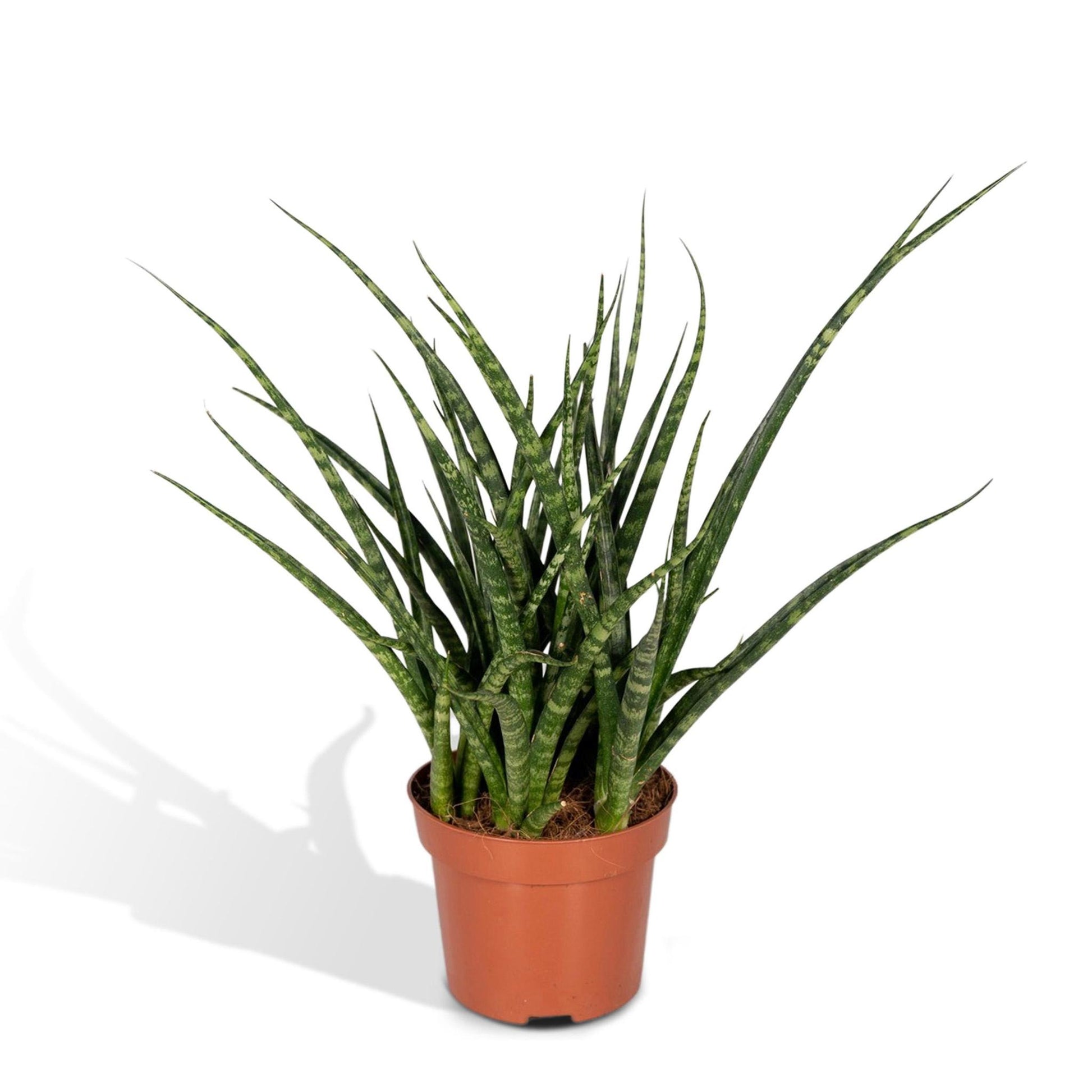 Sansevieria Fernwood Punk - Vivaflorique