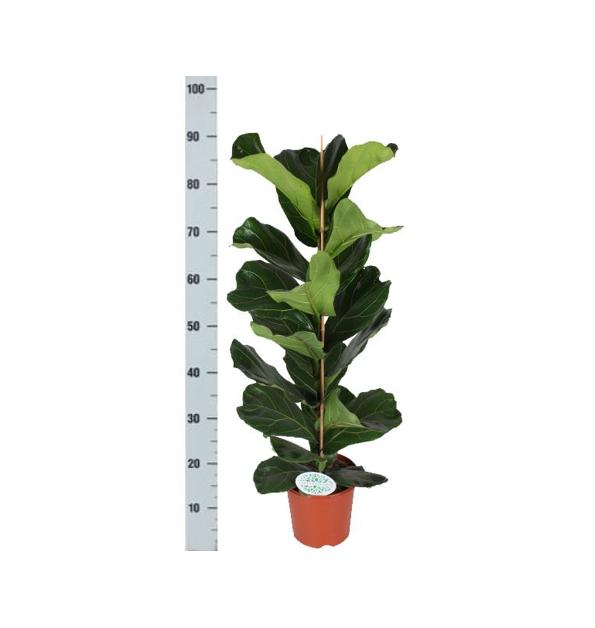 Ficus Lyrata inclusief elho® pot - Vivaflorique