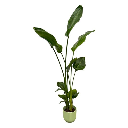 Strelitzia inclusief elho® pot - Vivaflorique