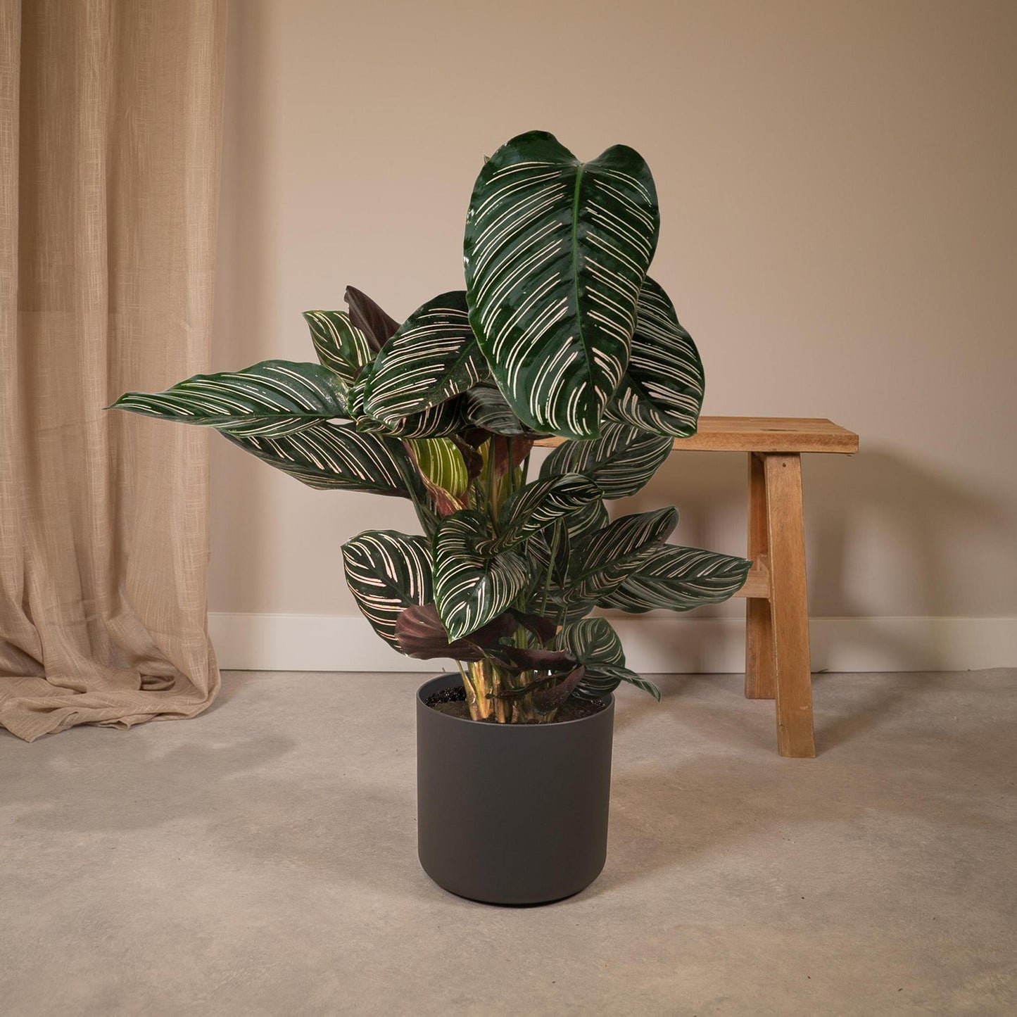 Calathea Ornata - Vivaflorique