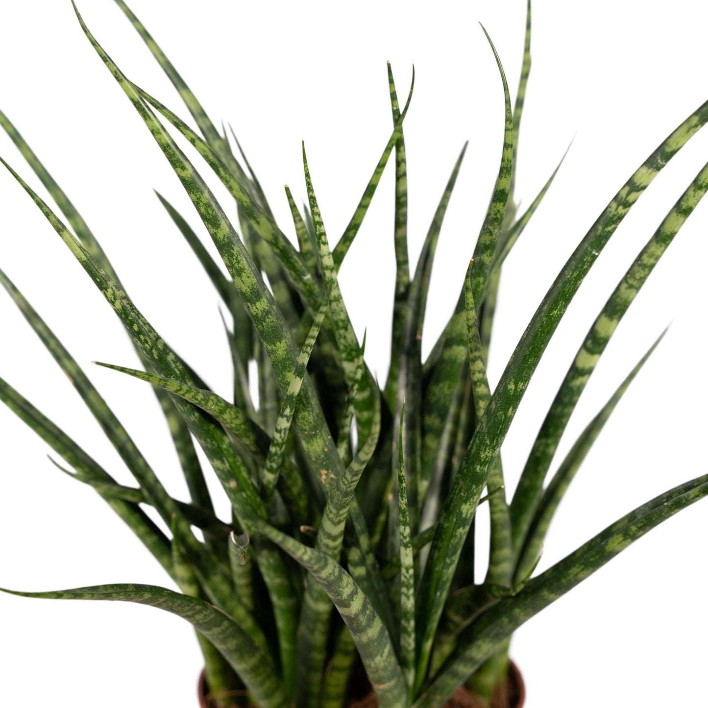 Sansevieria Fernwood Punk - Vivaflorique