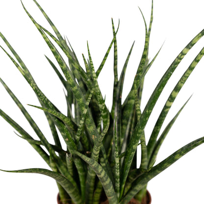 Sansevieria Fernwood Punk - Vivaflorique