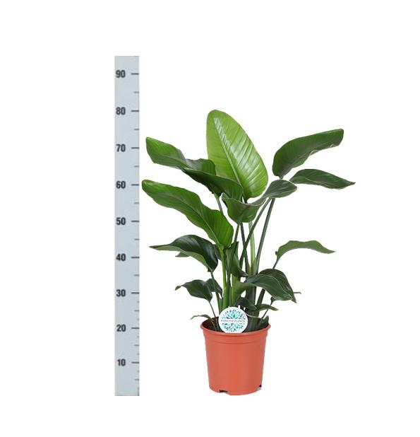 Strelitzia Nicolai inclusief elho® pot - Vivaflorique