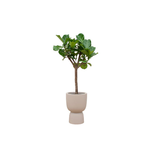 Ficus Lyrata boom inclusief elho® Pure pot - Vivaflorique