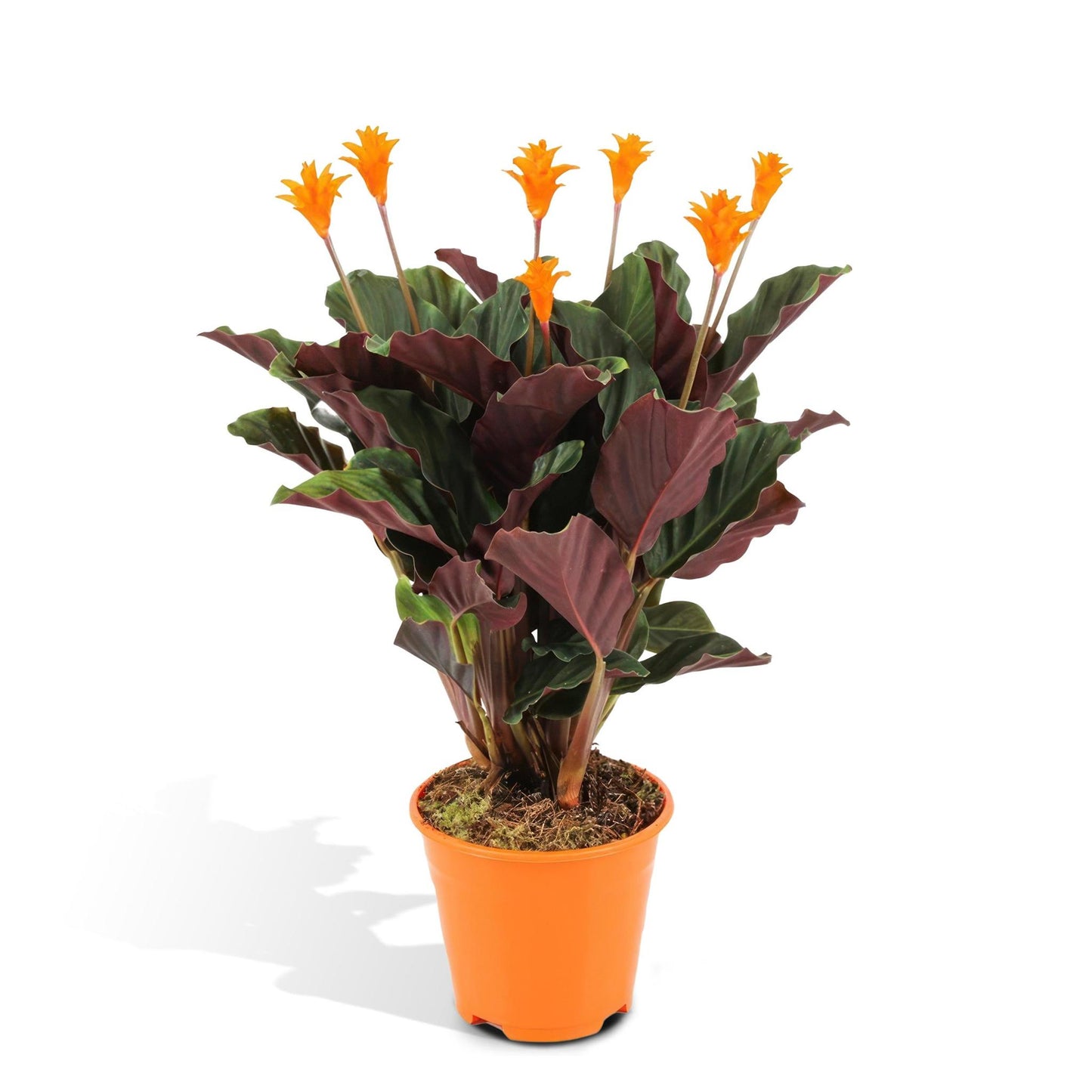 Calathea Crocata - Vivaflorique