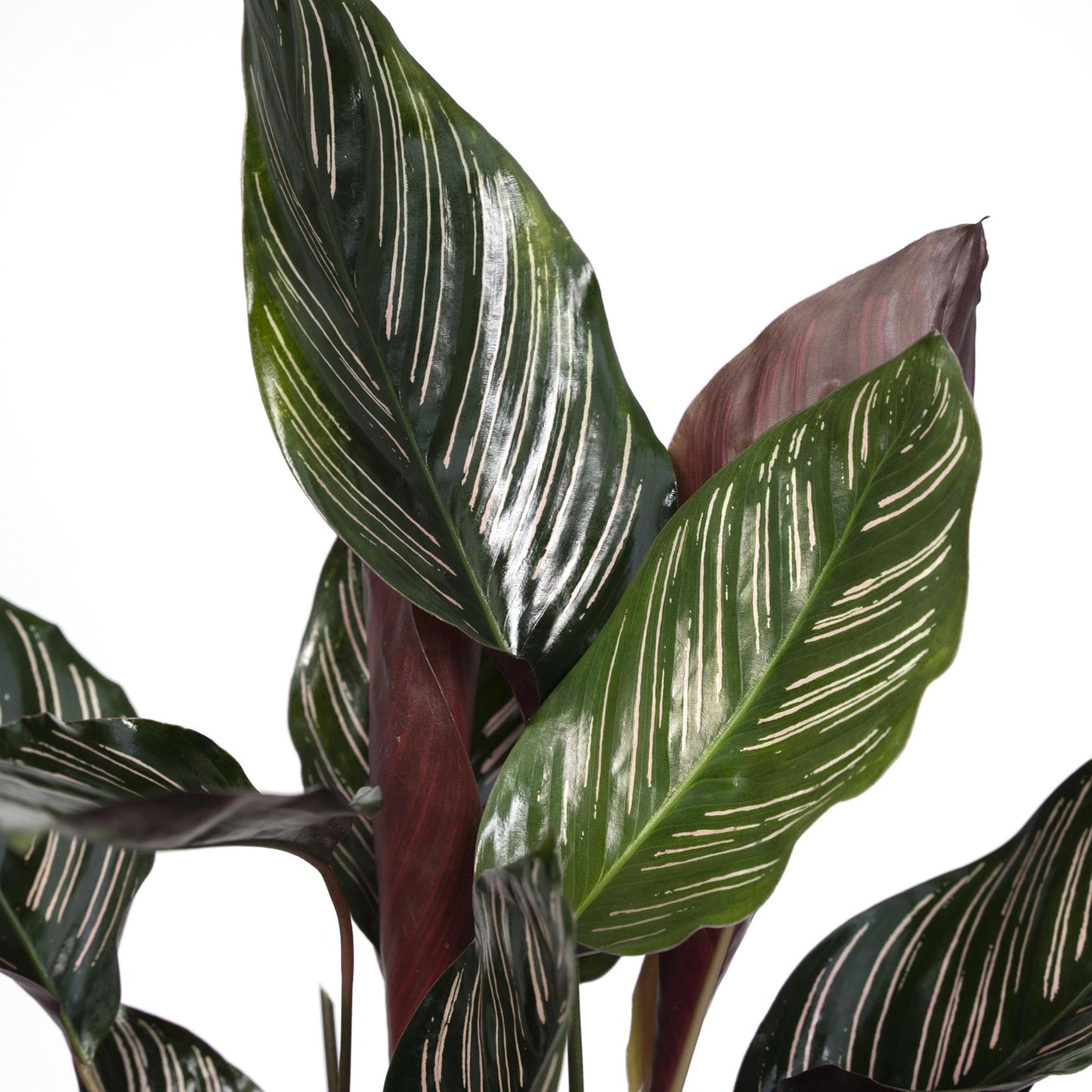 Calathea Ornata - Vivaflorique