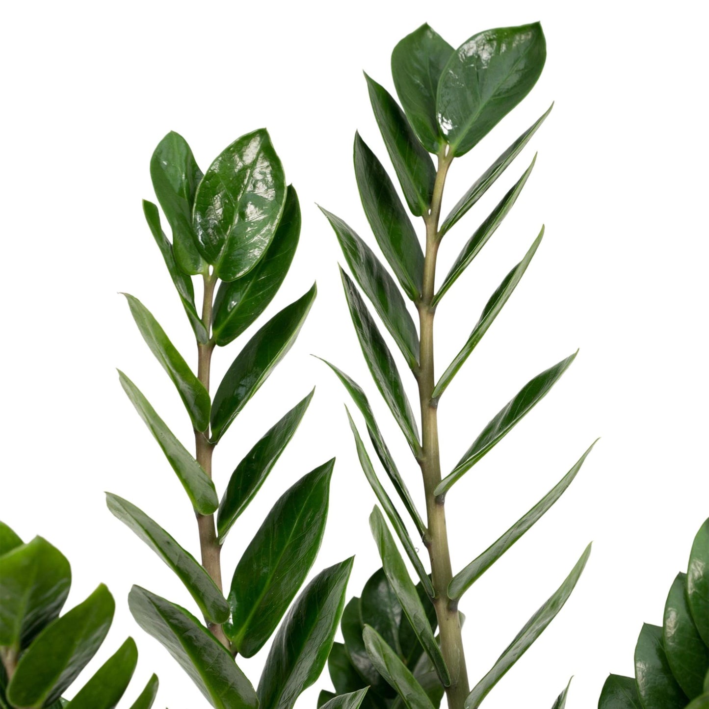 Zamioculcas Zamiifolia - Smaragdpalme - Vivaflorique