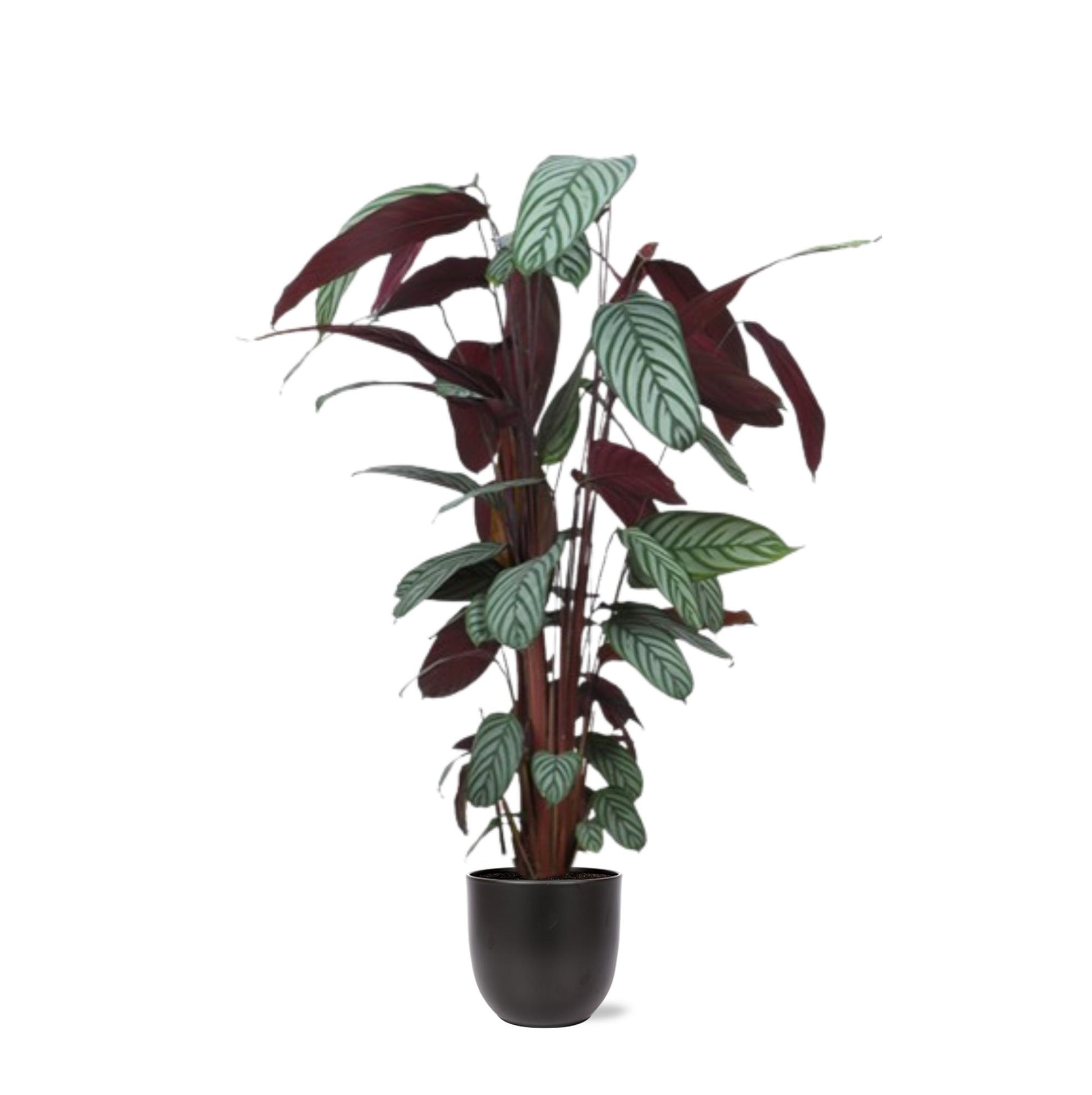 Ctenanthe Oppenheimiana inclusief elho® pot - Vivaflorique