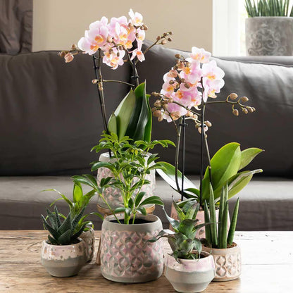 phalaenopsis orchidee - roze - Andorra - Vivaflorique