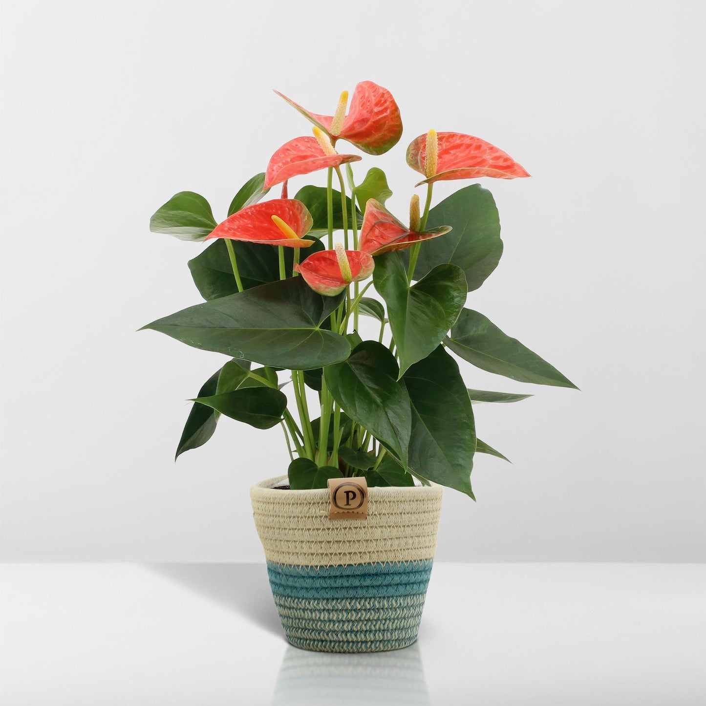 Anthurium andreanum Prinz von Orange inclusief pot - Vivaflorique