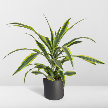 Dracaena Fragrans Lemon Lime - Vivaflorique