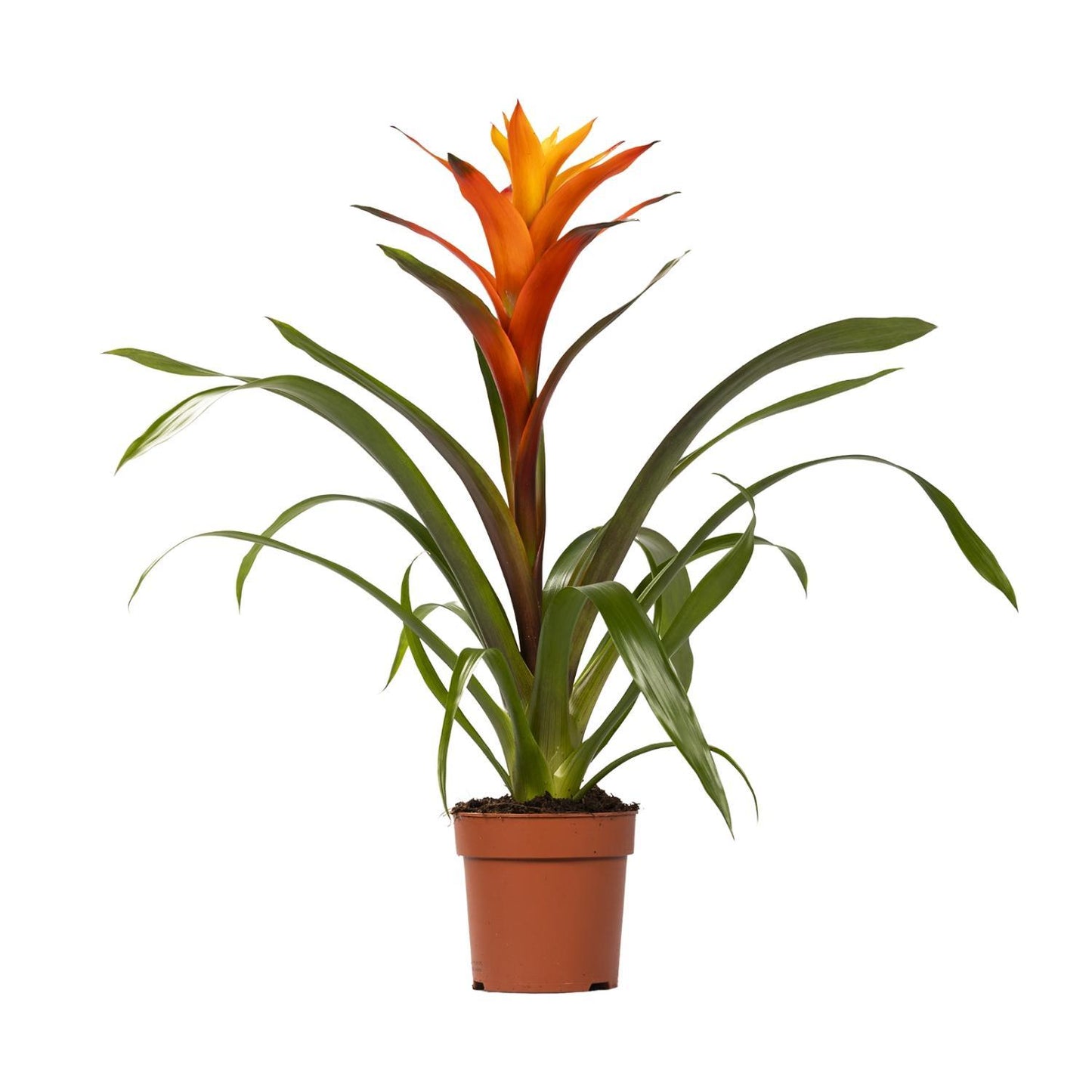 Guzmania Variada - Vivaflorique