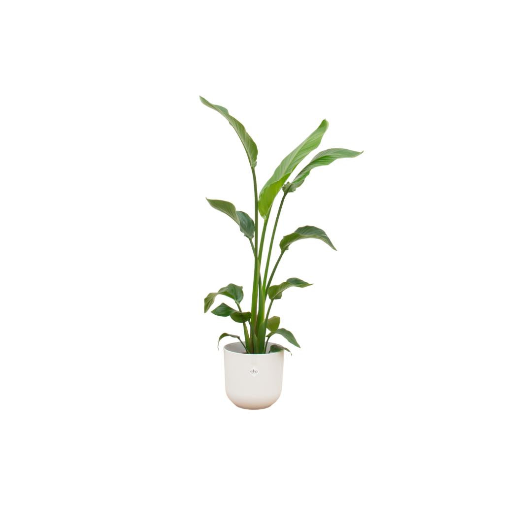 Strelitzia Nicolai inklusieve ELHO® pot - Vivaflorique