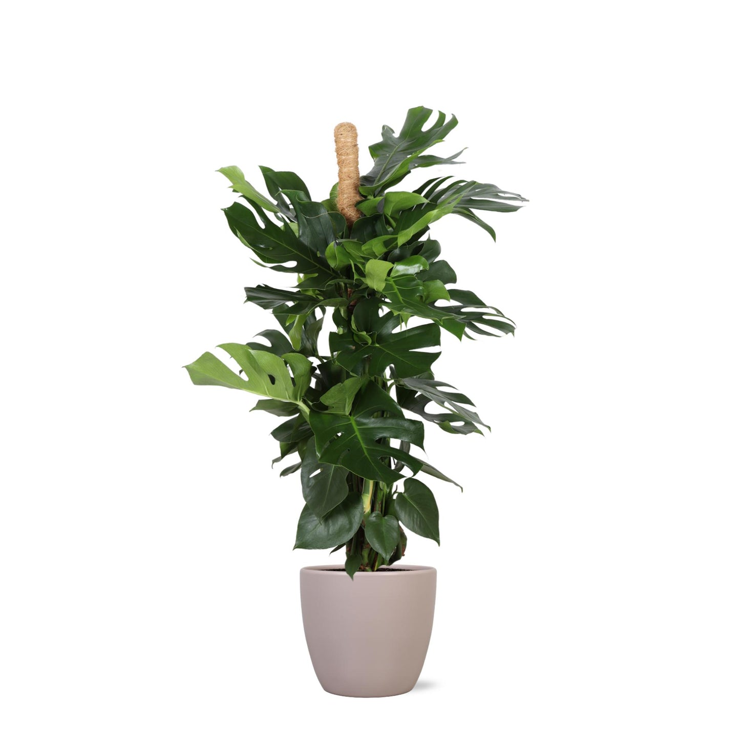 Monstera Deliciosa op mosstok in elho® pot - Vivaflorique