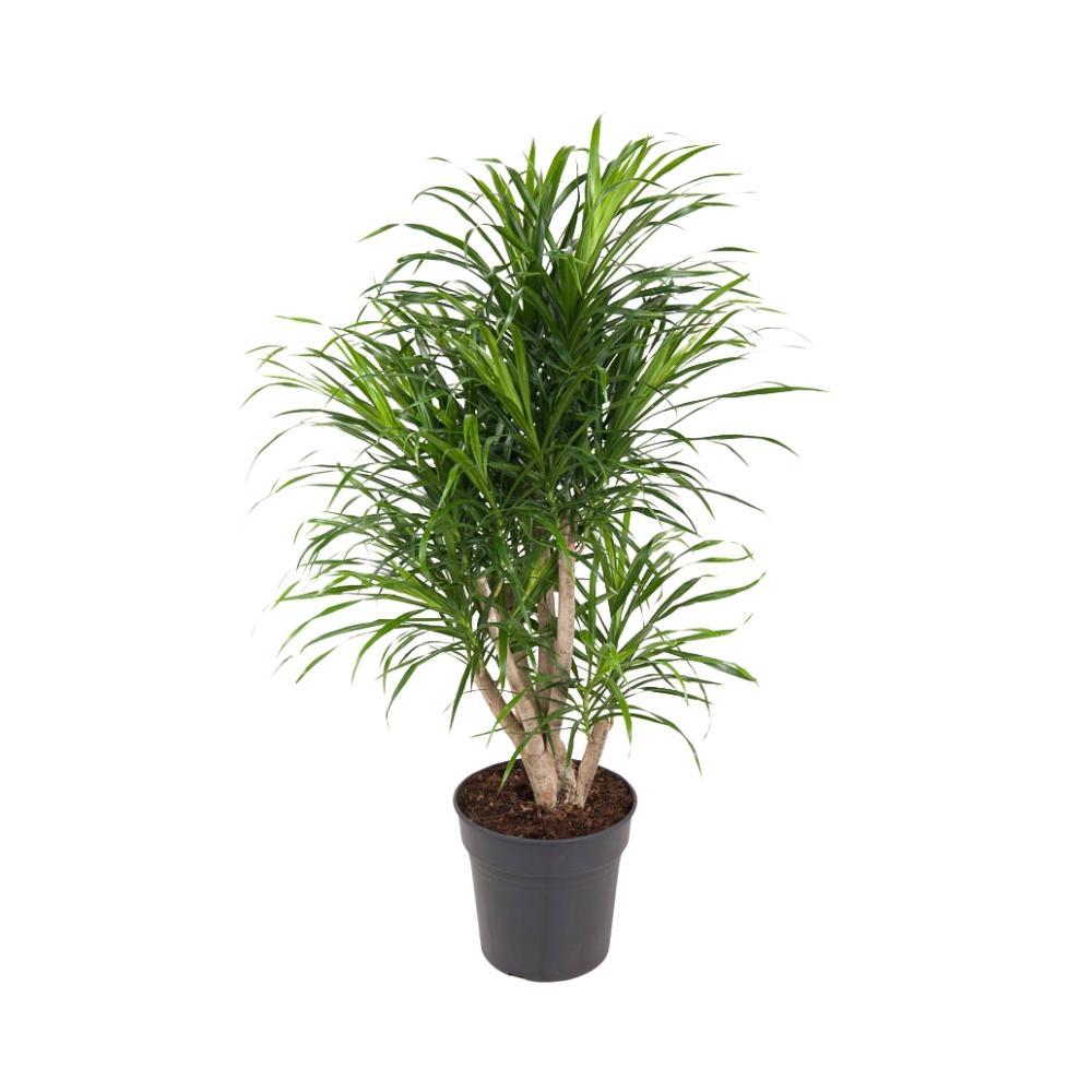 Dracaena Anita - Vivaflorique