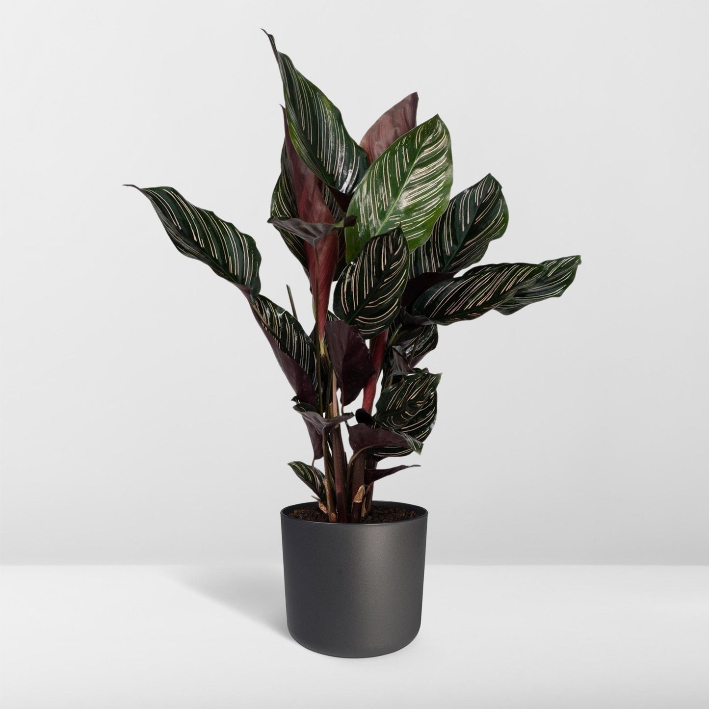 Calathea Ornata - Vivaflorique