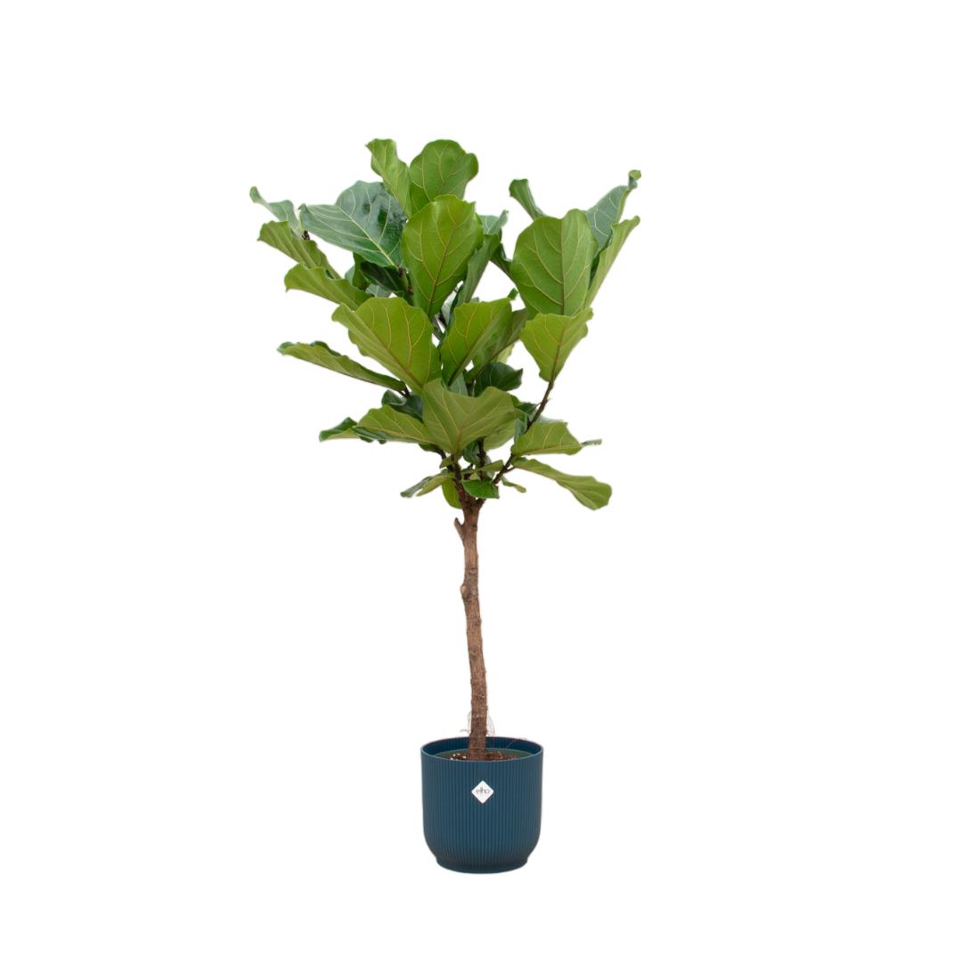 Ficus Lyrata op stam inclusief elho® pot - Vivaflorique