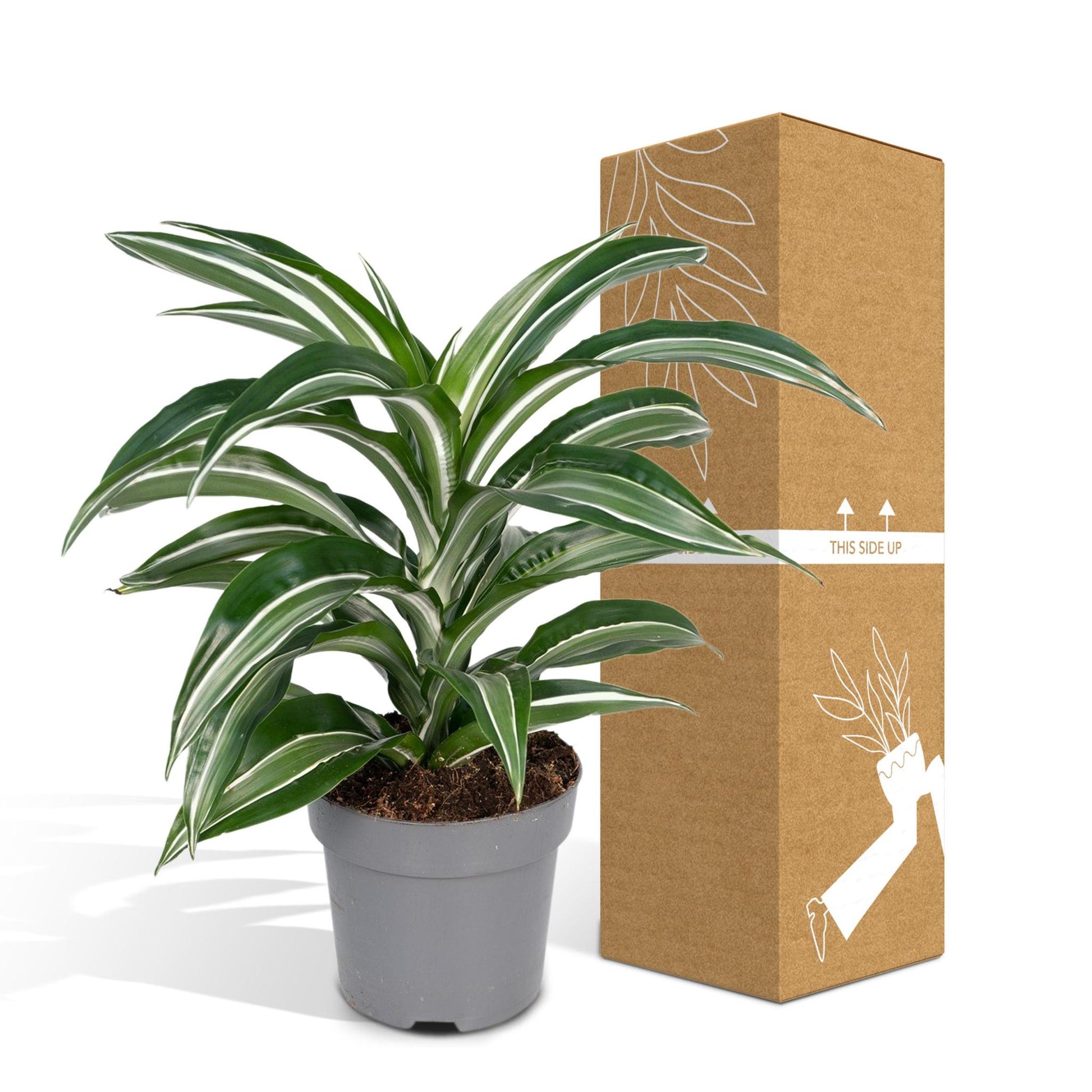 Dracaena Fragrans 'witte vacht' - Vivaflorique