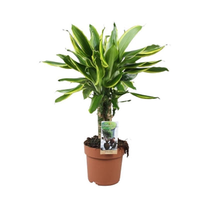 Dracaena Golden Coast - Vivaflorique