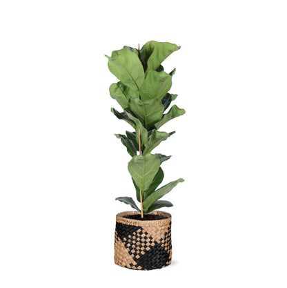 Ficus Lyrata inclusief elho® pot - Vivaflorique