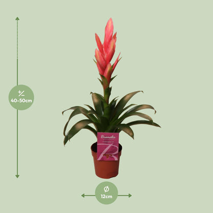 Tillandsia Ziva - Vivaflorique