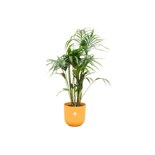 Kentia palm inclusief elho® Topf - Vivaflorique